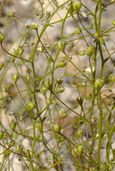 Nemacladus orientalis