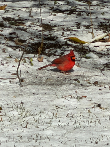 Northern Cardinal