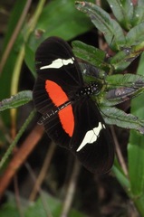 Heliconius clysonymus clysonymus