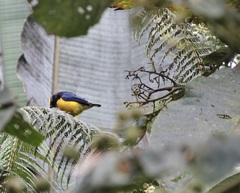 Euphonia saturata