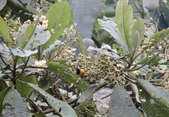 Euphonia saturata