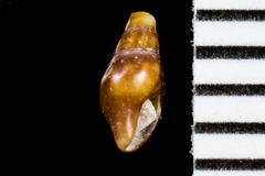 Pseudomelatomidae
