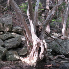 Tristaniopsis exiliflora