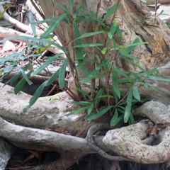 Tristaniopsis exiliflora