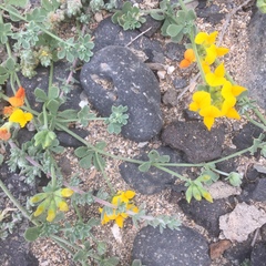 Lotus lancerottensis