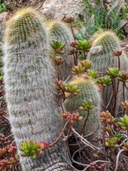 Parodia lenninghausii