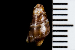 Pseudomelatomidae