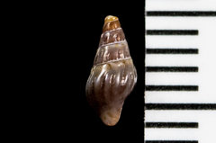 Pseudomelatomidae
