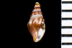 Pseudomelatomidae
