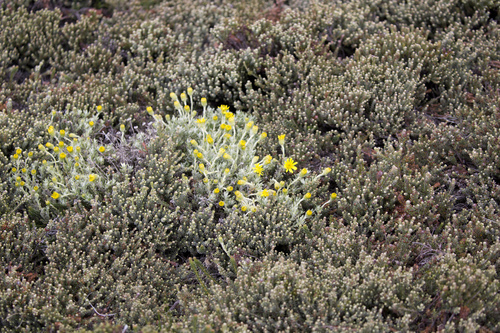 Falklands Woolly-Daisy (Senecio falklandicus)