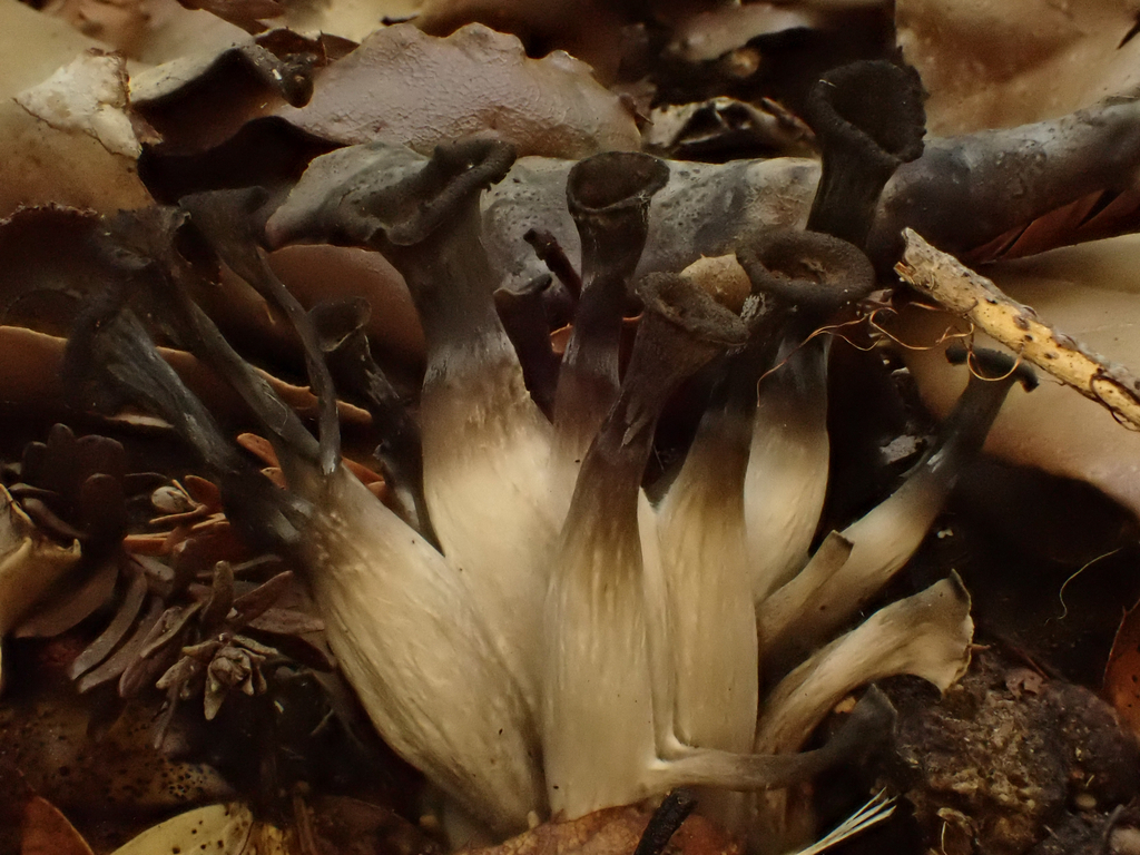 Craterellus calicornucopioides · December 2025 · photo: © reago (iNaturalist, cc-by)