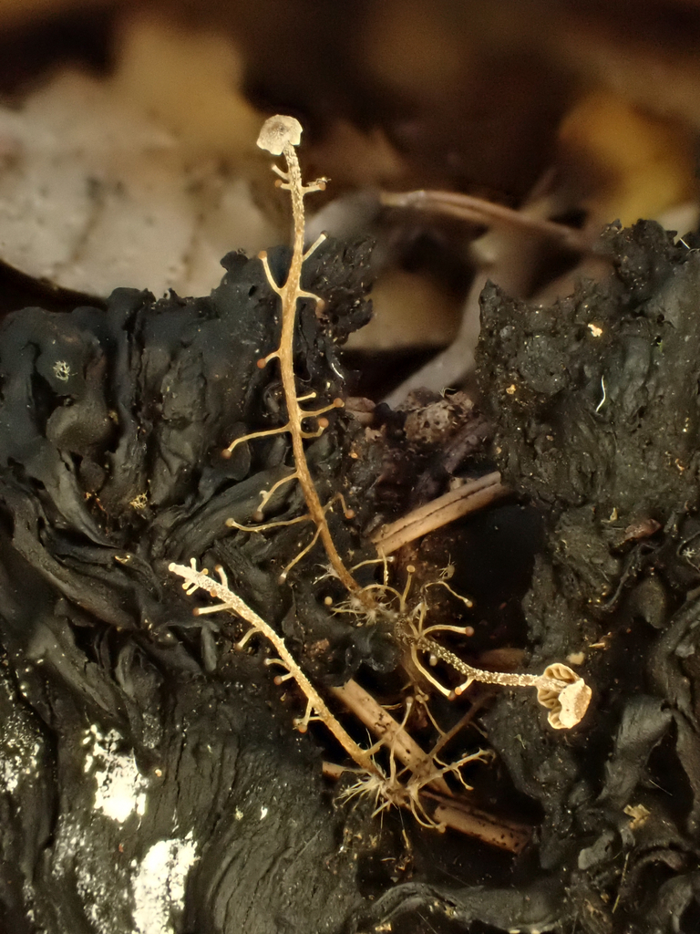 Dendrocollybia racemosa · December 2025 · photo: © reago (iNaturalist, cc-by)