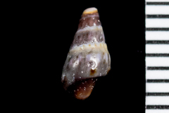 Pseudomelatomidae