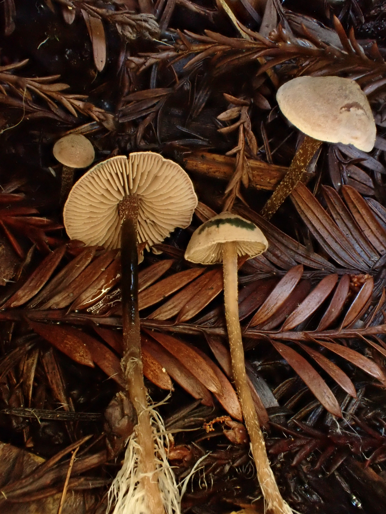 Pseudobaeospora stevensii
