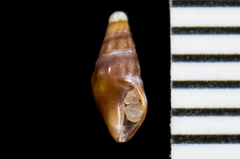 Pseudomelatomidae