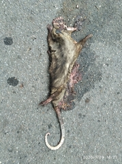 Didelphis marsupialis