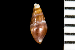 Pseudomelatomidae