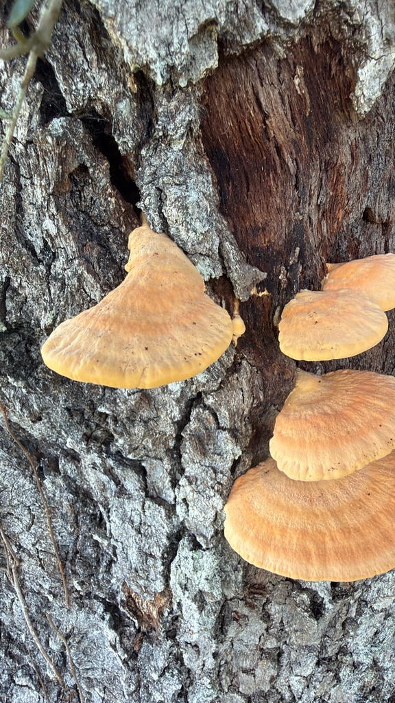 Laetiporus gilbertsonii · December 2025 · photo: © cnagele (iNaturalist, cc0)