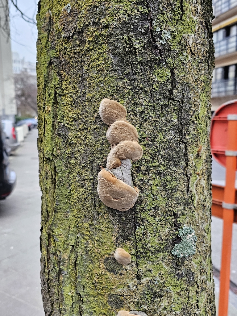 Phellinus pomaceus · December 2025 · photo: © salix-babylonica (iNaturalist, cc0)