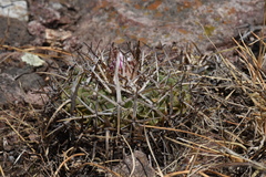 Echinofossulocactus crispatus