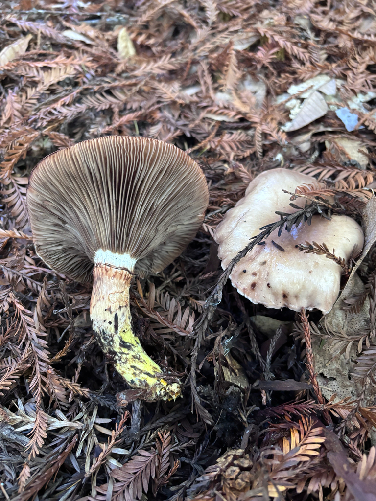 Gomphidius oregonensis · December 2025 · photo: © reago (iNaturalist, cc-by)
