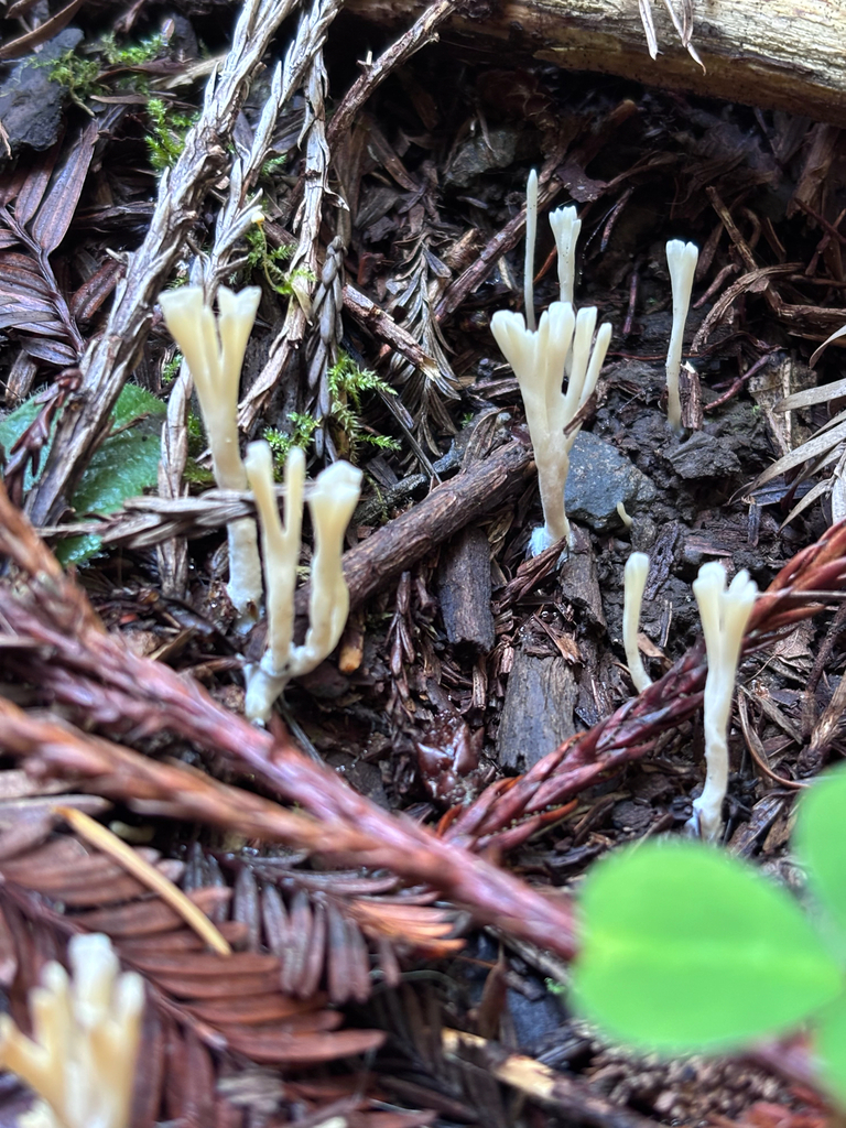 Tremellodendropsis tuberosa · December 2025 · photo: © reago (iNaturalist, cc-by)