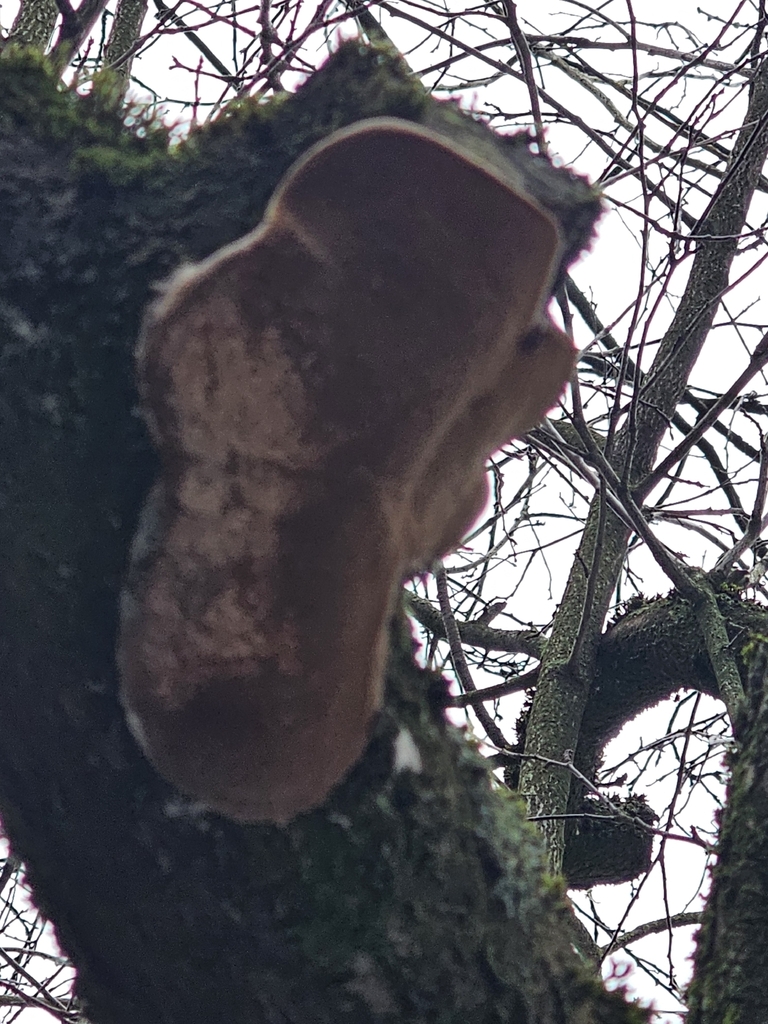 Phellinus pomaceus · December 2025 · photo: © salix-babylonica (iNaturalist, cc0)