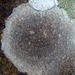 Lecanora campestris - Photo (c) zaca, some rights reserved (CC BY-NC), uploaded by zaca
