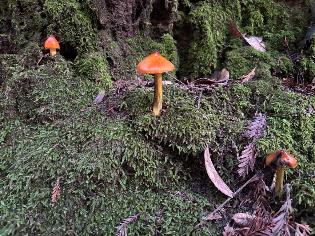 Hygrocybe singeri · December 2025 · photo: © reago (iNaturalist, cc-by)