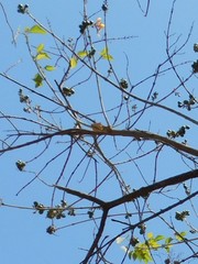 Gmelina arborea