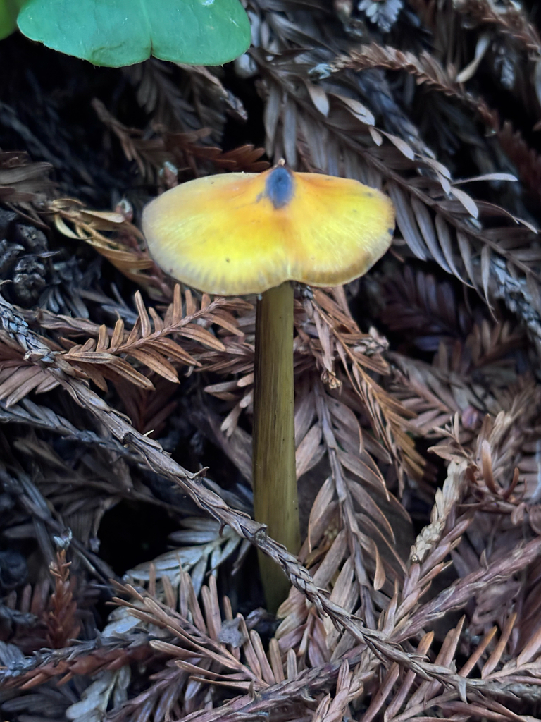 Hygrocybe singeri · December 2025 · photo: © reago (iNaturalist, cc-by)