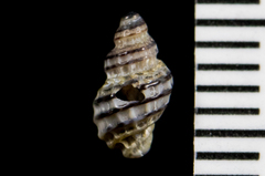 Paciocinebrina atropurpurea