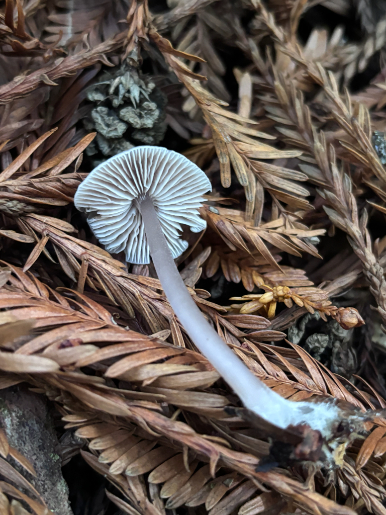 Mycena pura · December 2025 · photo: © reago (iNaturalist, cc-by)