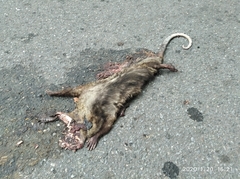 Didelphis marsupialis