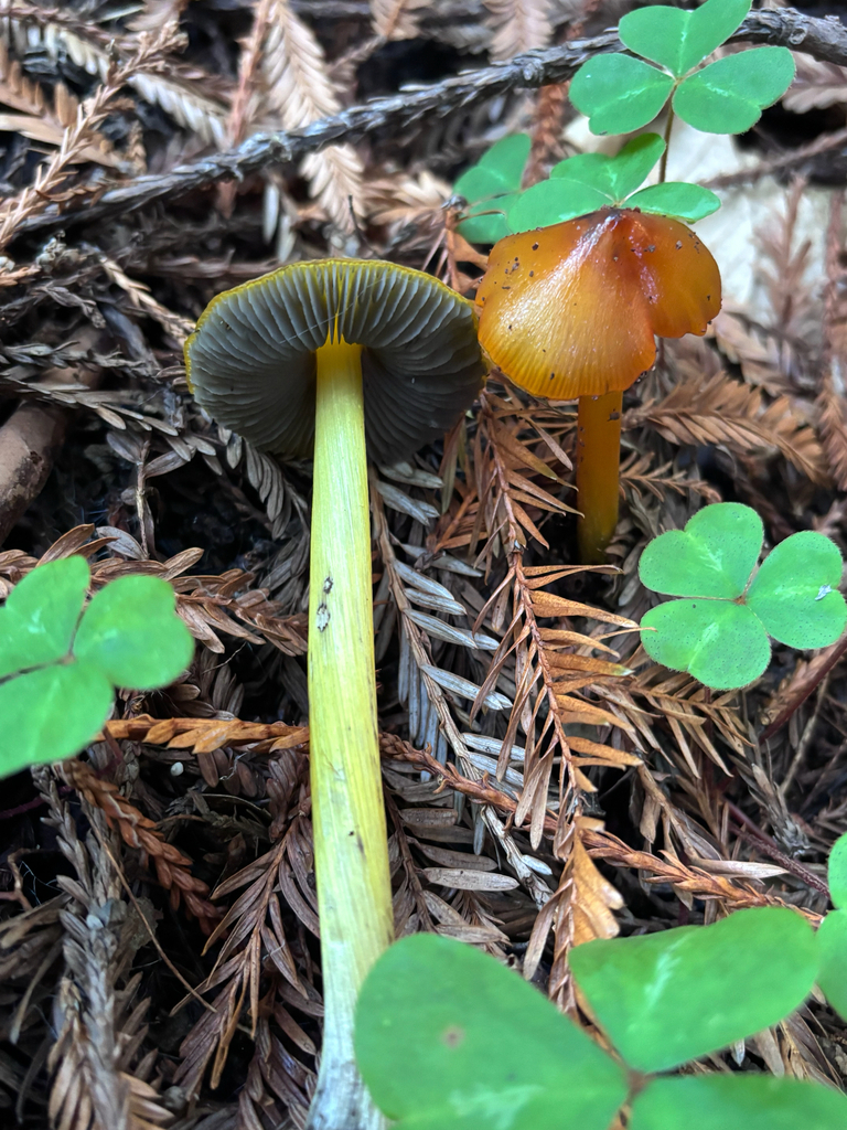 Hygrocybe singeri · December 2025 · photo: © reago (iNaturalist, cc-by)