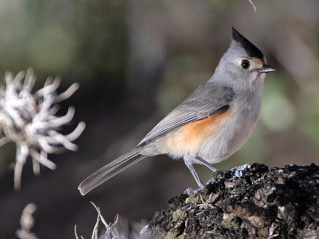 Black-crested Titmouse