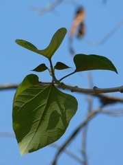 Gmelina arborea