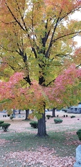 Acer saccharum