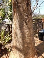 Gmelina arborea