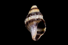 Ocinebrina