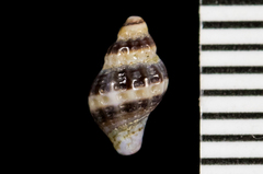Ocinebrina