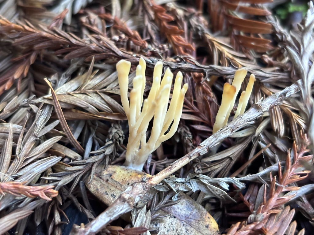 Tremellodendropsis tuberosa · December 2025 · photo: © reago (iNaturalist, cc-by)
