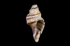 Ocinebrina