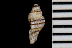 Ocinebrina