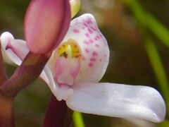 Disa tripetaloides, photograph author not stated, no rights reserved