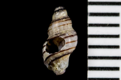 Paciocinebrina atropurpurea