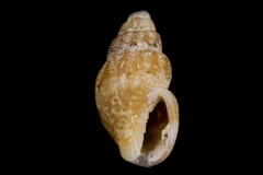 Amphissa versicolor