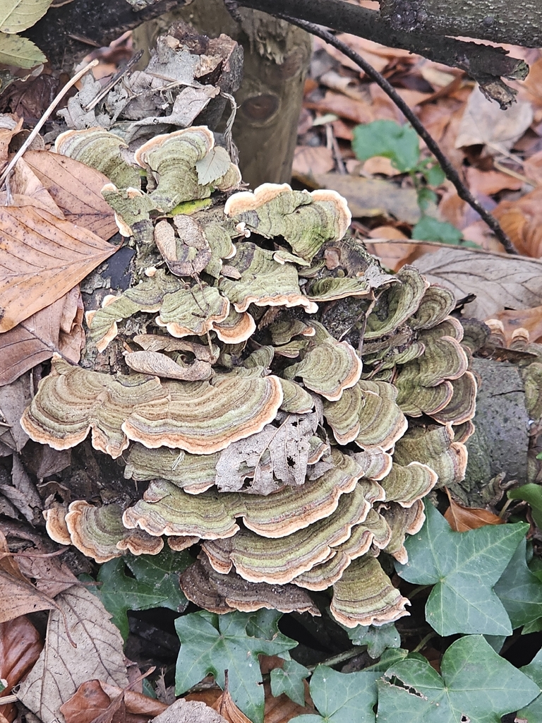 Stereum subtomentosum · December 2025 · photo: © salix-babylonica (iNaturalist, cc0)