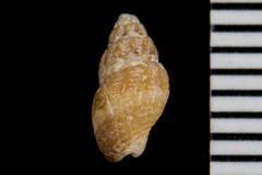 Amphissa versicolor