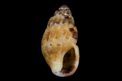 Amphissa versicolor
